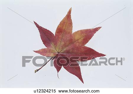 Autumn Leaves View Large Photo Image Stock Photography - Autumn Leaves. Fotosearch