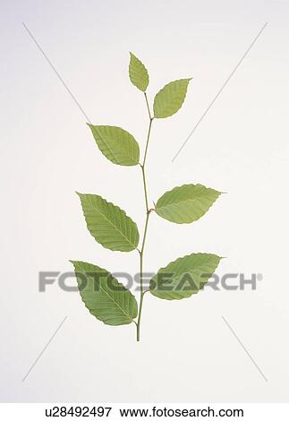 Beech Leaves On Branch View Large Photo Image Stock Photo - Beech Leaves On Branch. Fotosearch