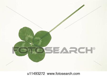 Clover With Four Leaves View Large Photo Image Stock Image - Clover With Four Leaves. Fotosearch