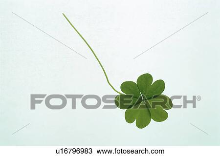 Stock Image - Clover With Four Leaves. Fotosearch
