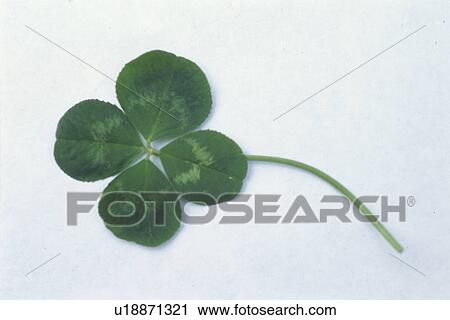 Clover With Four Leaves View Large Photo Image Stock Image - Clover With Four Leaves. Fotosearch