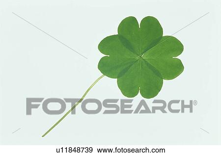 Stock Photo - Clover With Four Leaves. Fotosearch