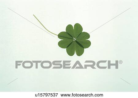 Stock Photo - Clover With Four Leaves. Fotosearch