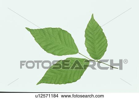 Leaf View Large Photo Image Picture - Leaf. Fotosearch