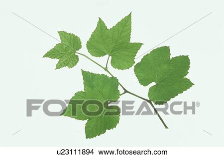 Leaf View Large Photo Image Picture - Leaf. Fotosearch