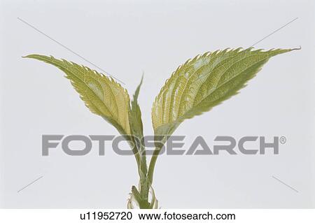 Leaf View Large Photo Image Stock Image - Leaf. Fotosearch