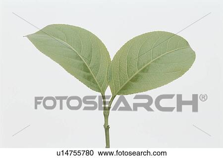 Leaf View Large Photo Image Stock Image - Leaf. Fotosearch