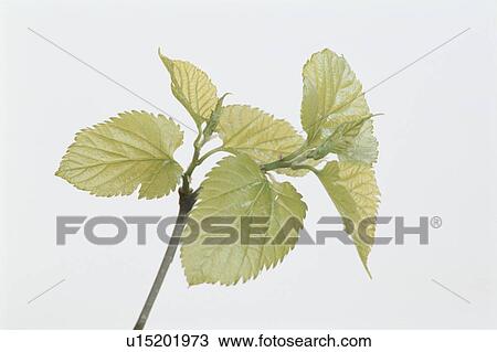Leaf View Large Photo Image Stock Image - Leaf. Fotosearch