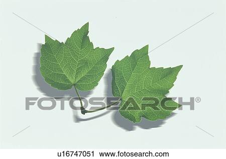 Leaf View Large Photo Image Stock Image - Leaf. Fotosearch