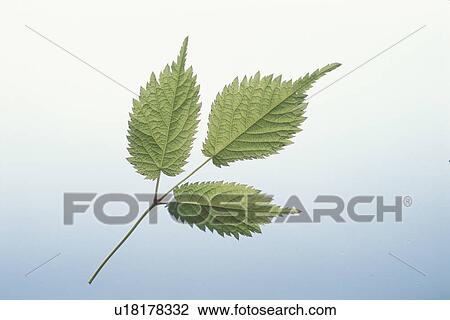 Stock Image - Leaf. Fotosearch