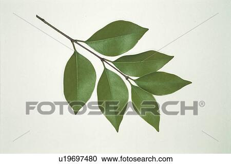 Stock Image - Leaf. Fotosearch