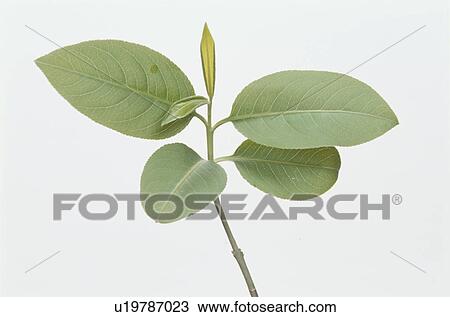 Stock Image - Leaf. Fotosearch