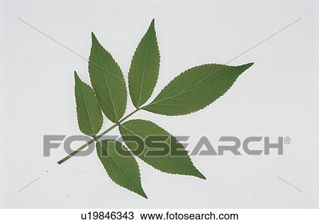 Leaf View Large Photo Image Stock Image - Leaf. Fotosearch