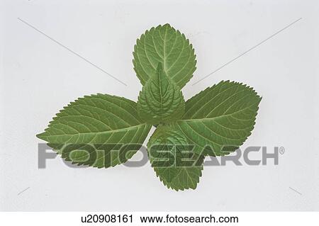 Stock Image - Leaf. Fotosearch