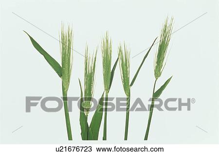 Stock Image - Leaf. Fotosearch