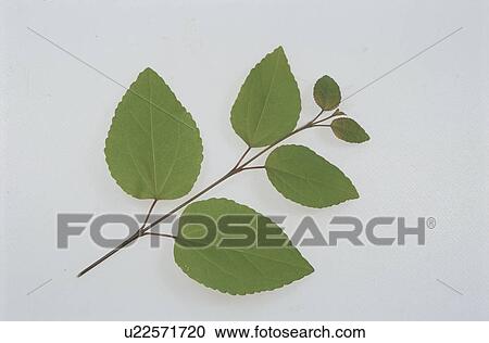 Leaf View Large Photo Image Stock Image - Leaf. Fotosearch