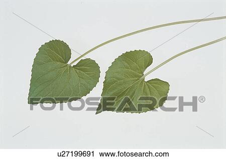 Leaf View Large Photo Image Stock Image - Leaf. Fotosearch