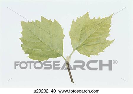Leaf View Large Photo Image Stock Image - Leaf. Fotosearch