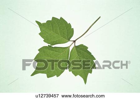 Leaf View Large Photo Image Stock Photo - Leaf. Fotosearch