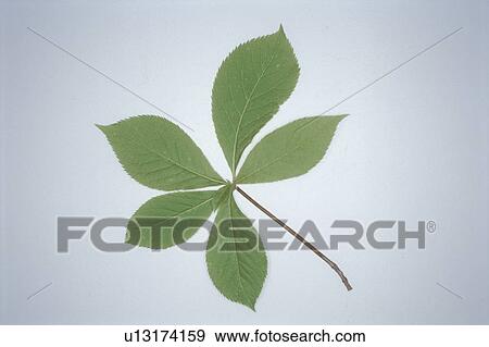 Leaf View Large Photo Image Stock Photo - Leaf. Fotosearch
