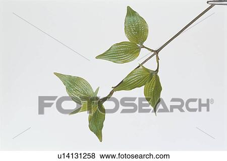 Stock Photo - Leaf. Fotosearch