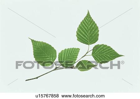 Leaf View Large Photo Image Stock Photo - Leaf. Fotosearch