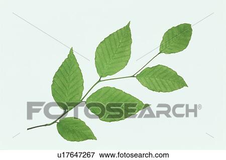 Leaf View Large Photo Image Stock Photo - Leaf. Fotosearch