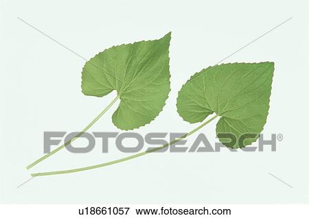 Stock Photo - Leaf. Fotosearch