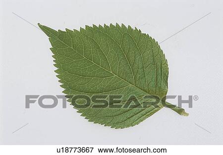 Stock Photo - Leaf. Fotosearch