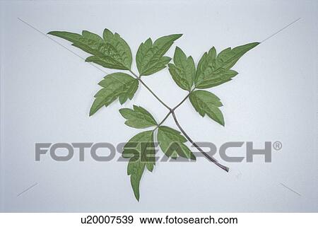 Stock Photo - Leaf. Fotosearch