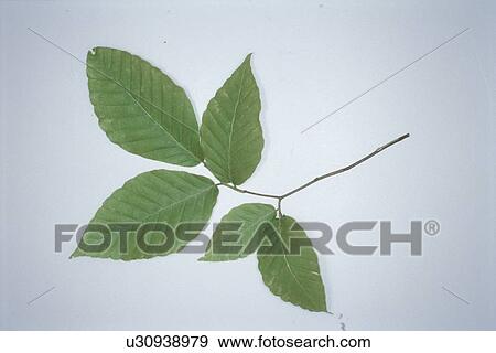 Leaf View Large Photo Image Stock Photo - Leaf. Fotosearch