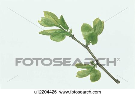 Leaf View Large Photo Image Stock Photograph - Leaf. Fotosearch