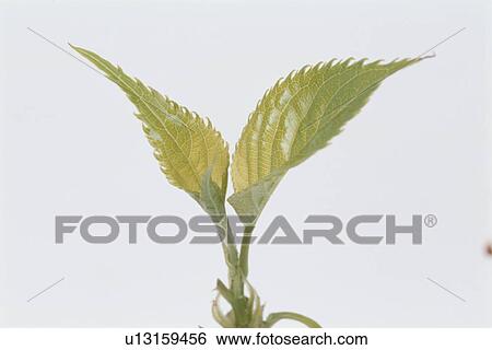 Leaf View Large Photo Image Stock Photograph - Leaf. Fotosearch