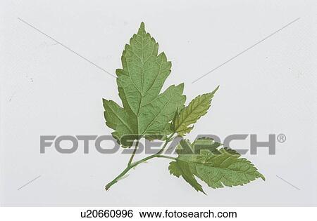 Stock Photograph - Leaf. Fotosearch