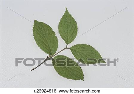 Leaf View Large Photo Image Stock Photograph - Leaf. Fotosearch