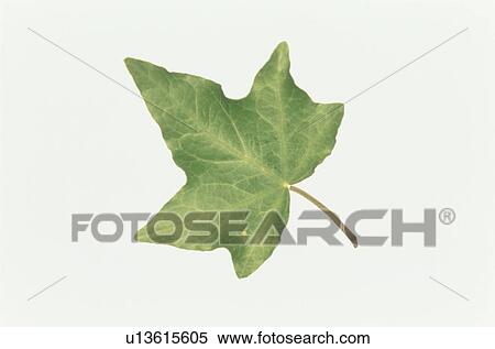 Leaf View Large Photo Image Stock Photography - Leaf. Fotosearch