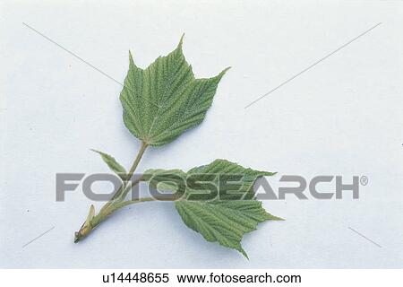 Leaf View Large Photo Image Stock Photography - Leaf. Fotosearch