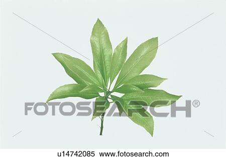 Leaf View Large Photo Image Stock Photography - Leaf. Fotosearch