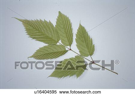Leaf View Large Photo Image Stock Photography - Leaf. Fotosearch