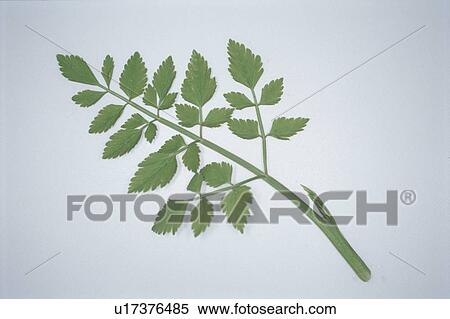 Leaf View Large Photo Image Stock Photography - Leaf. Fotosearch