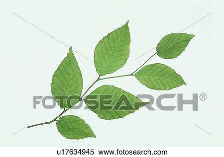 Stock Photography - Leaf. Fotosearch