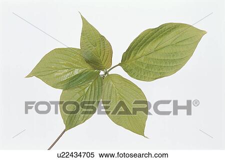 Stock Photography - Leaf. Fotosearch