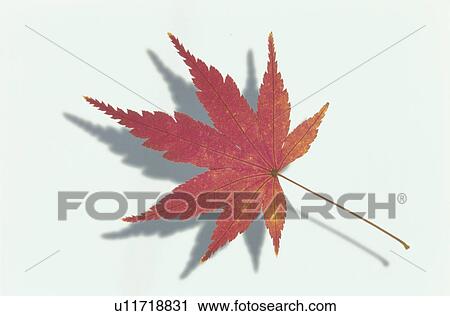 Stock Image - The Autumn Leaves Of A Maple. Fotosearch
