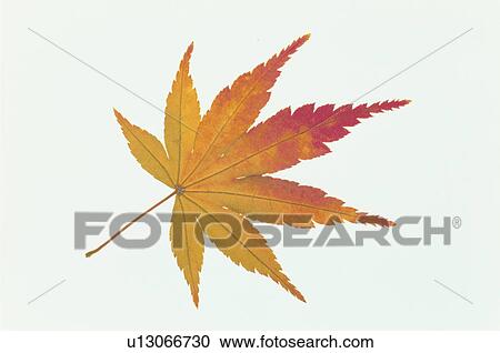 Stock Image - The Autumn Leaves Of A Maple. Fotosearch