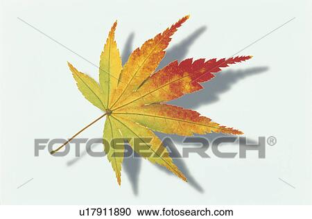 Stock Image - The Autumn Leaves Of A Maple. Fotosearch