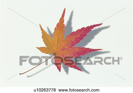 Stock Photo - The Autumn Leaves Of A Maple. Fotosearch