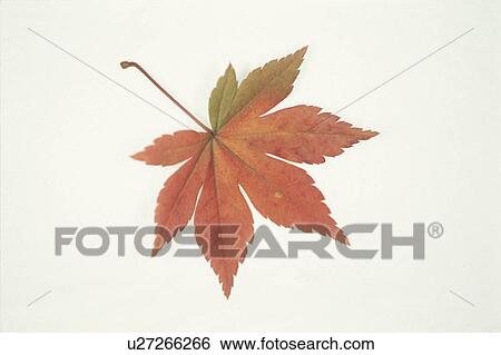 The Autumn Leaves Of A Maple View Large Photo Image Stock Photograph - The Autumn Leaves Of A Maple. Fotosearch