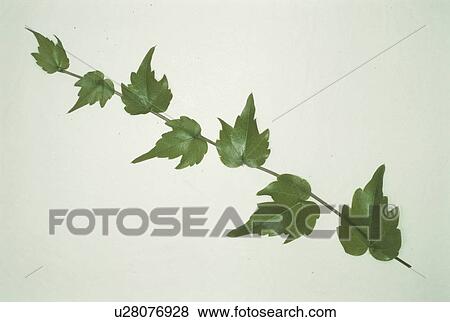 The Leaf Of Ivy View Large Photo Image Stock Photo - The Leaf Of Ivy. Fotosearch