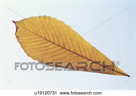 Stock Image - Yellow Leaves. Fotosearch