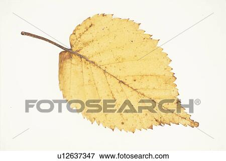 Stock Photo - Yellow Leaves. Fotosearch